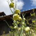 貝母百合の花