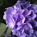 紫陽花と額紫陽花