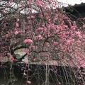 枝垂れ梅