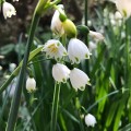 スノードロップ