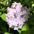 山紫陽花