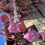 枝垂れ梅