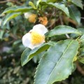 お茶の花