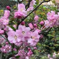海棠桜