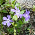 ツル桔梗